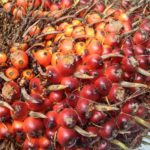 Harga CPO & Kernel! Picu Penurunan Harga TBS Di Kaltim