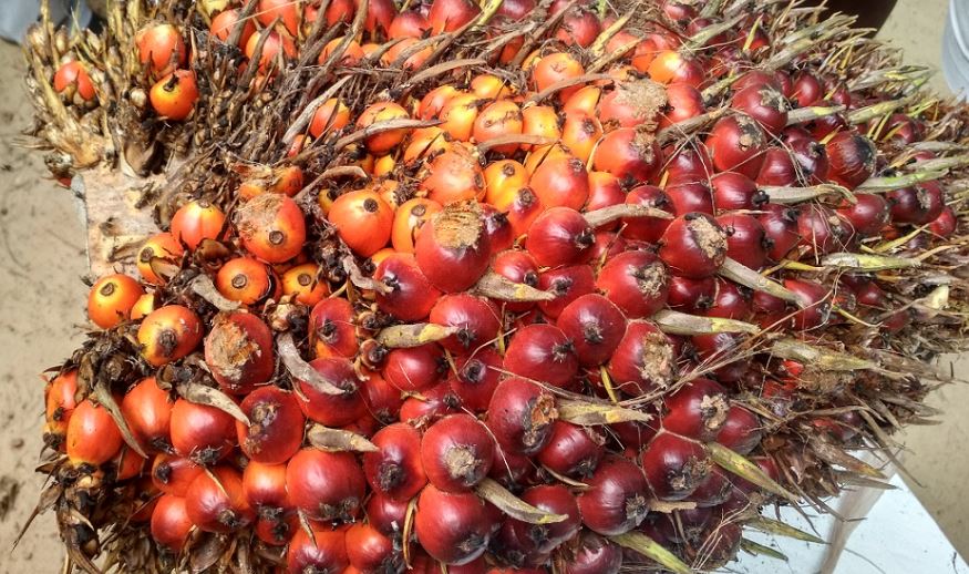 Harga CPO & Kernel! Picu Penurunan Harga TBS Di Kaltim
